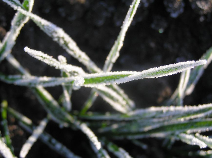 Утренний мороз окутал одесскую листву в снежную шубку (ФОТО) (фото) - фото 1