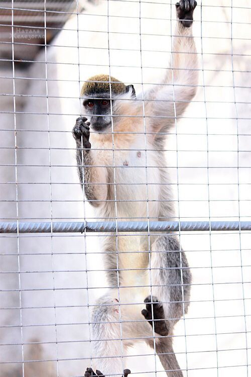 Огненная обезьяна: знакомимся с покровительницей 2016 года в Одесском зоопарке (ФОТО) (фото) - фото 5