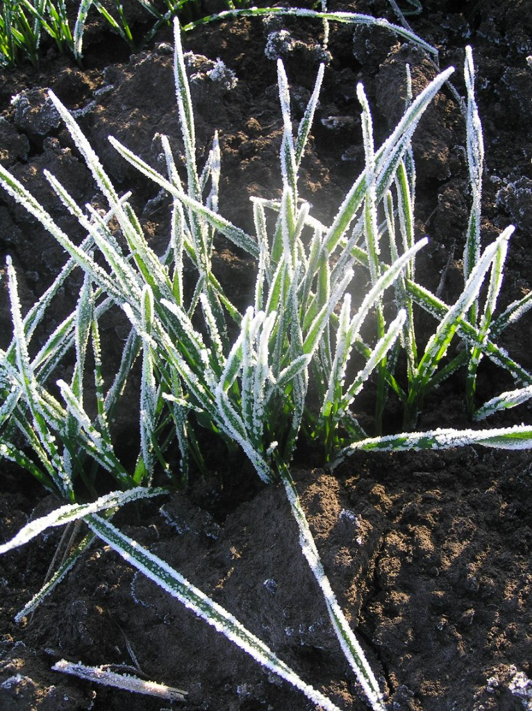 Утренний мороз окутал одесскую листву в снежную шубку (ФОТО) (фото) - фото 1