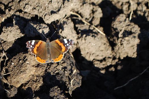 В Одессе среди зимы летают бабочки (ФОТО) (фото) - фото 1