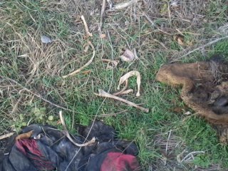 В одесском парке нашли человеческий скелет (ФОТО) (фото) - фото 1