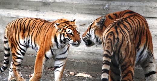 Тигриная свадьба в одесском зоопарке: амурских тигров Тайгера и Натали поселили в одном вольере (ФОТО) (фото) - фото 1
