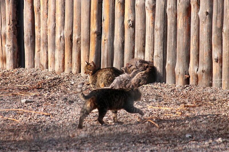 В Одесском зоопарке кошки воруют еду у тигров (ФОТО) (фото) - фото 1