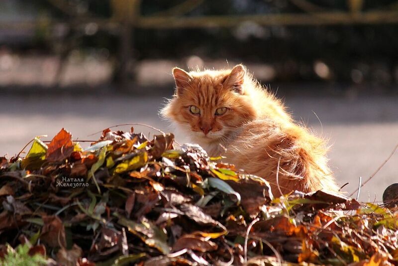 В Одесском зоопарке кошки воруют еду у тигров (ФОТО) (фото) - фото 1