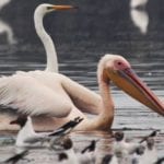 Национальный природный парк "Тузловские лиманы": птичье эльдорадо