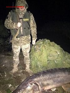 В Одесской области задержаны браконьеры с 2-х метровой белугой: экземпляр занесен в Красную книгу