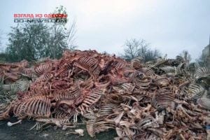 На окраине Одессы обнаружили горы гниющих скелетов (фото)