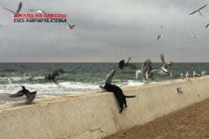 В Одессе на пляже орудует хладнокровный убийца (видео)