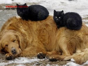 Скорая помощь для животных, живущих на улицах Одессы