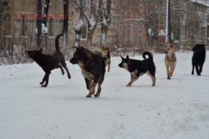 В Одесской области беспризорных собак станет меньше