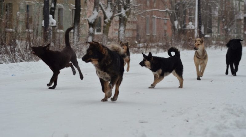 В Одесской области беспризорных собак станет меньше