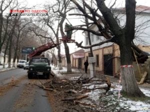 Рухнувшее дерево в Одессе доставило много проблем