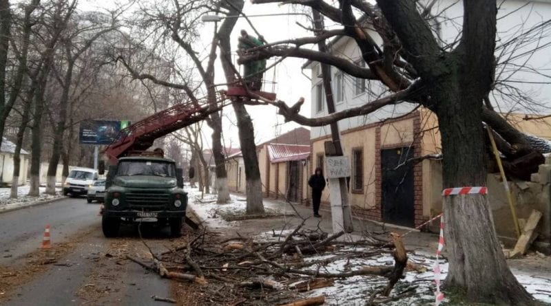Рухнувшее дерево в Одессе доставило много проблем