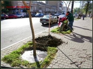 В Одессе высажены "Деревья счастья"