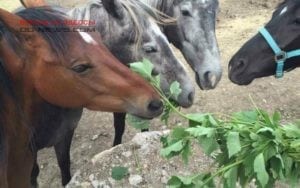 Одесская область: с частной конюшни увели четырех лошадей