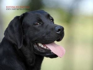 В Одессе нагло воруют породистых собак 