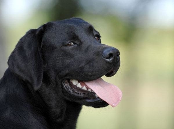 В Одессе нагло воруют породистых собак