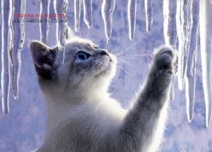 Как помочь животным в Одессе в морозных условиях
