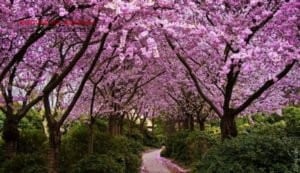 Весне дорогу: Одесса высаживает цветущие деревья