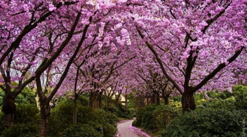 Весне дорогу: Одесса высаживает цветущие деревья