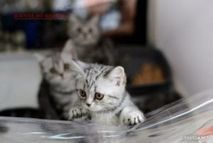 На одесском морвокзале проводят уникальную выставку кошек
