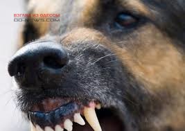 Нападения собаки на школьницу в Одессе: кто виноват?