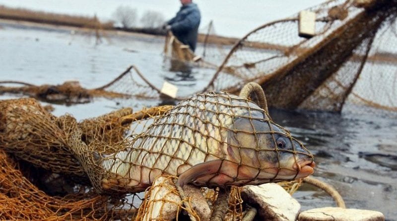 В Одесском регионе пойманы очередные браконьеры
