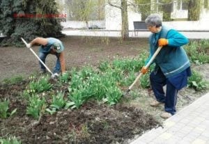 В Одессе занялись высадкой роз и эрантисов 