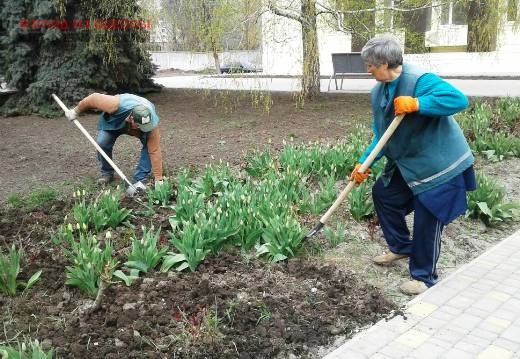 В Одессе занялись высадкой роз и эрантисов