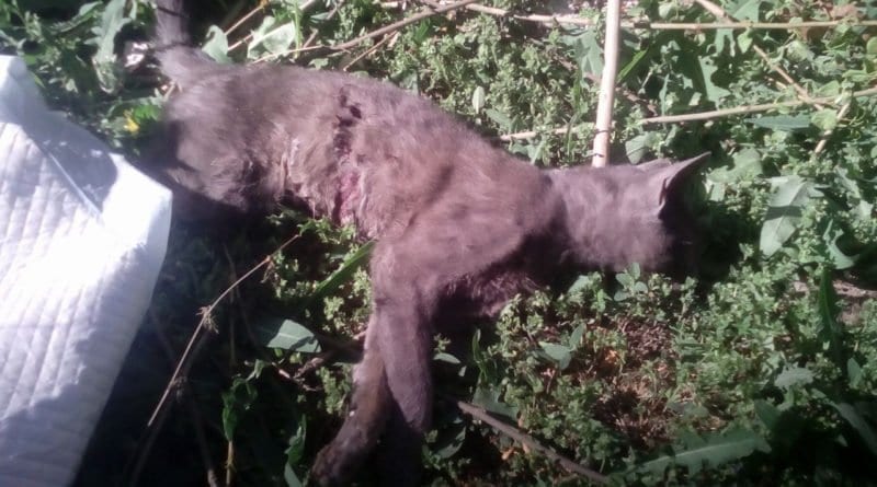 В Одессе агрессивный пёс убил свою жертву