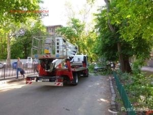 В Одессе рухнуло дерево: есть жертва