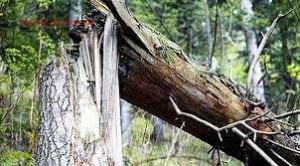 Упавшие в Одессе деревья повредили машины