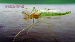 Нашествие необычных насекомых напугало одесситов 