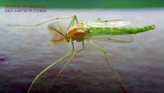Нашествие необычных насекомых напугало одесситов