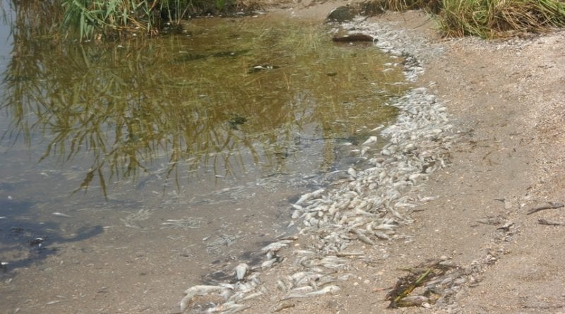 Массовая гибель рыбы в Тилигульском лимане