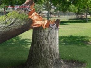 Осторожно деревья: в Одессе упал большой тополь