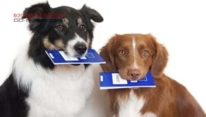 Регистрация одесских собак облегчит жизнь им и хозяевам