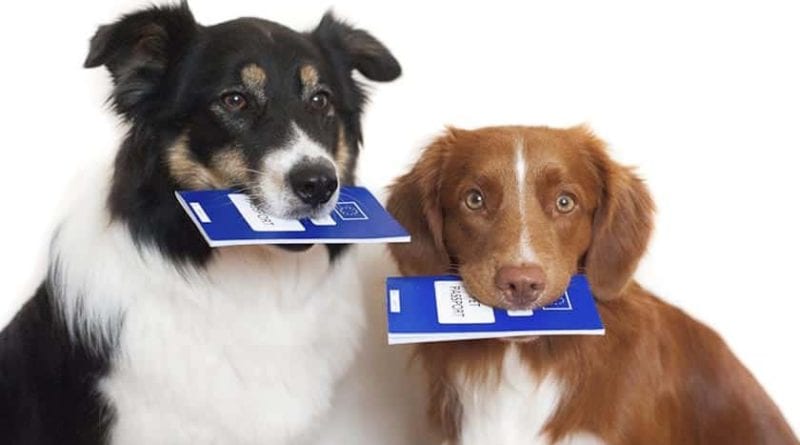 Регистрация одесских собак облегчит жизнь им и хозяевам