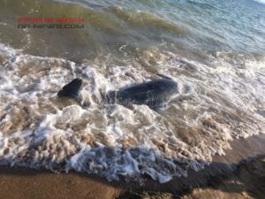 Погибший дельфин обнаружен вблизи Одессы