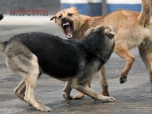 Возле Одесского аэропорта замечено нападение бродячих псов
