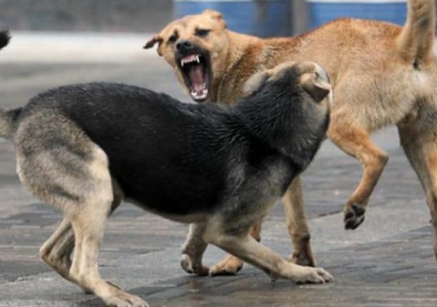 Возле Одесского аэропорта замечено нападение бродячих псов