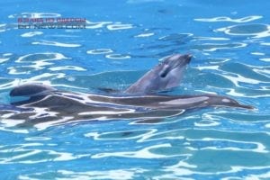 В Одесском дельфинарии зрители наблюдали чудо рождения малыша