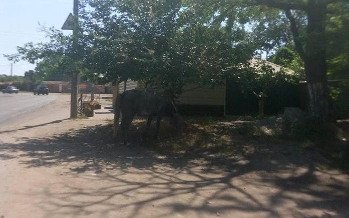 Хозяин отзовись: в Одессе найдена лошадь