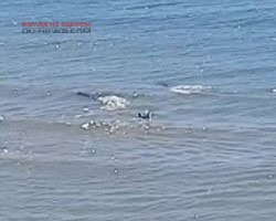 Дельфины приплыли порадовать одесситов
