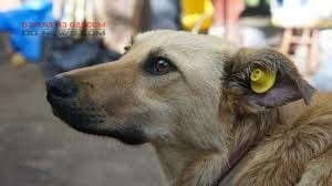 В Одессе произведен крупный вылов уличных собак