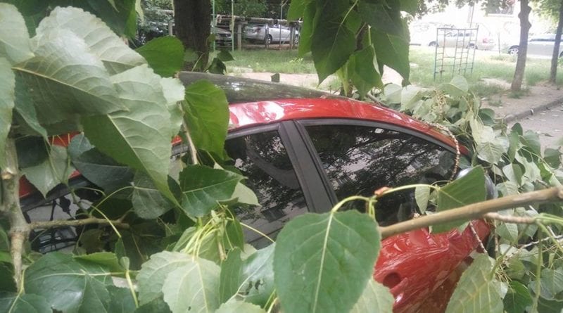 В спальном районе Одессы на авто рухнул тополь