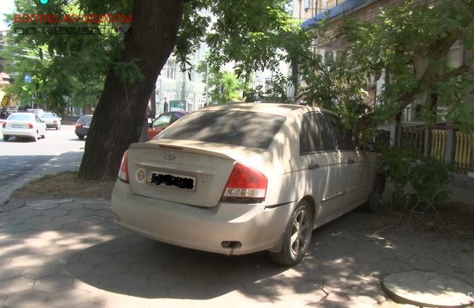 В Одессе рухнуло дерево, разбив припаркованный автомобиль