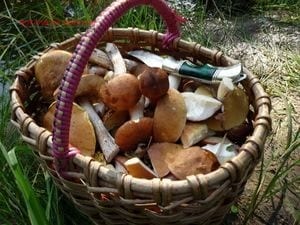 В Одесской области грибы стали причиной отравления 