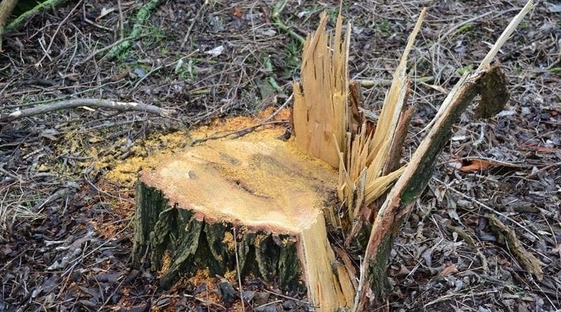 В Одесской области безжалостно уничтожают деревья