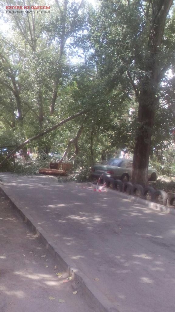 В Одессе падение деревьев продолжается